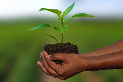 Crop Insurance Insights: Smarter Farming Decisions