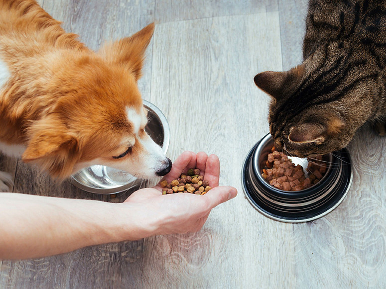Pet Food Market Size & Trends | Growth Forecast 2035