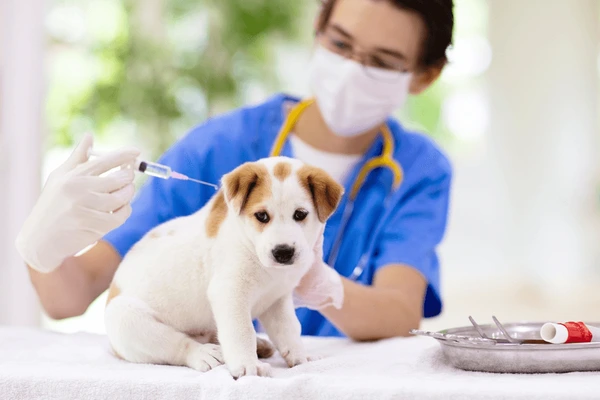 Animal Vaccines Market Size & Trends Report Analysis[Latest]