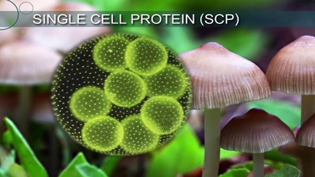Single Cell Protein Market Skyrockets to $30.06 Billion by 2035 